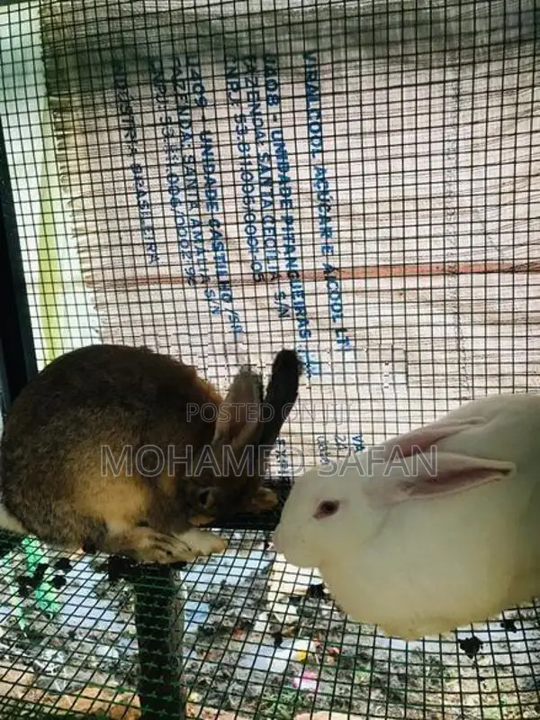 Australian Rabbit