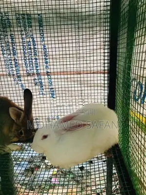 Australian Rabbit
