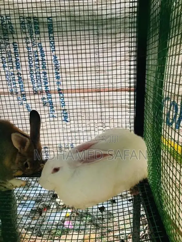 Australian Rabbit