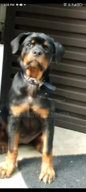 Rottweiler Dog
