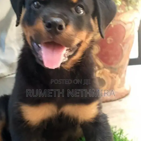 Rottweiler Dog