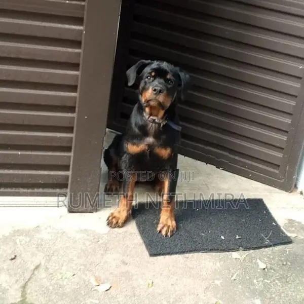 Rottweiler Dog