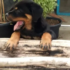 Rottweiler Dog