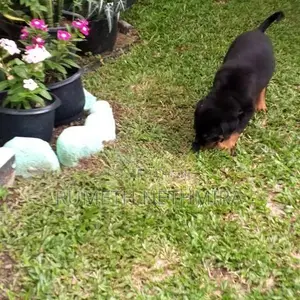 Rottweiler Dog