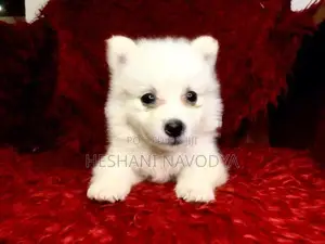 Lion Pomenarian Puppy
