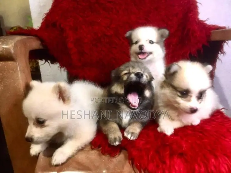 Lion Pomenarian Puppy