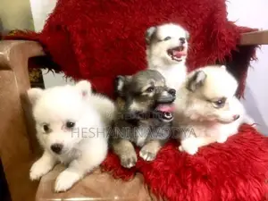 Lion Pomenarian Puppy