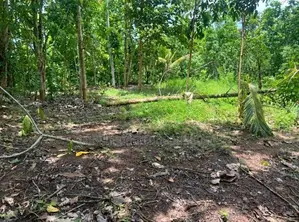 Land For Sale 𝗯𝗮𝗱𝘂𝗹𝗹𝗮 𝗺𝗮𝗵𝗶𝘆𝗮𝗴𝗮𝗻𝗮𝘆𝗮 In Mahiyanganaya