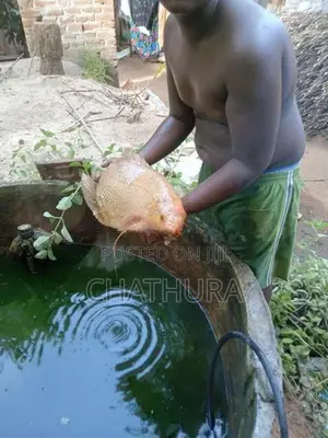 Jam Gurami