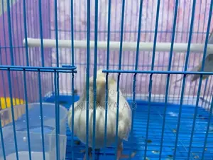 Cocktail Breeding Pair