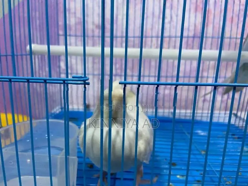 Cocktail Breeding Pair