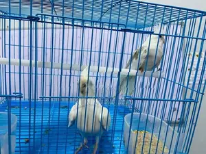 Cocktail Breeding Pair