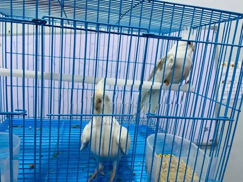 Cocktail Breeding Pair