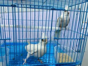 Cocktail Breeding Pair