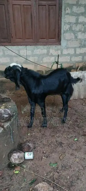 கிடாய் ஆடு