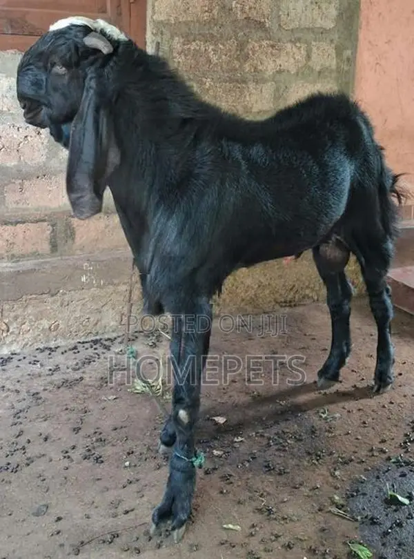 கிடாய் ஆடு