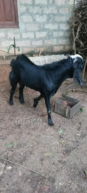 கிடாய் ஆடு