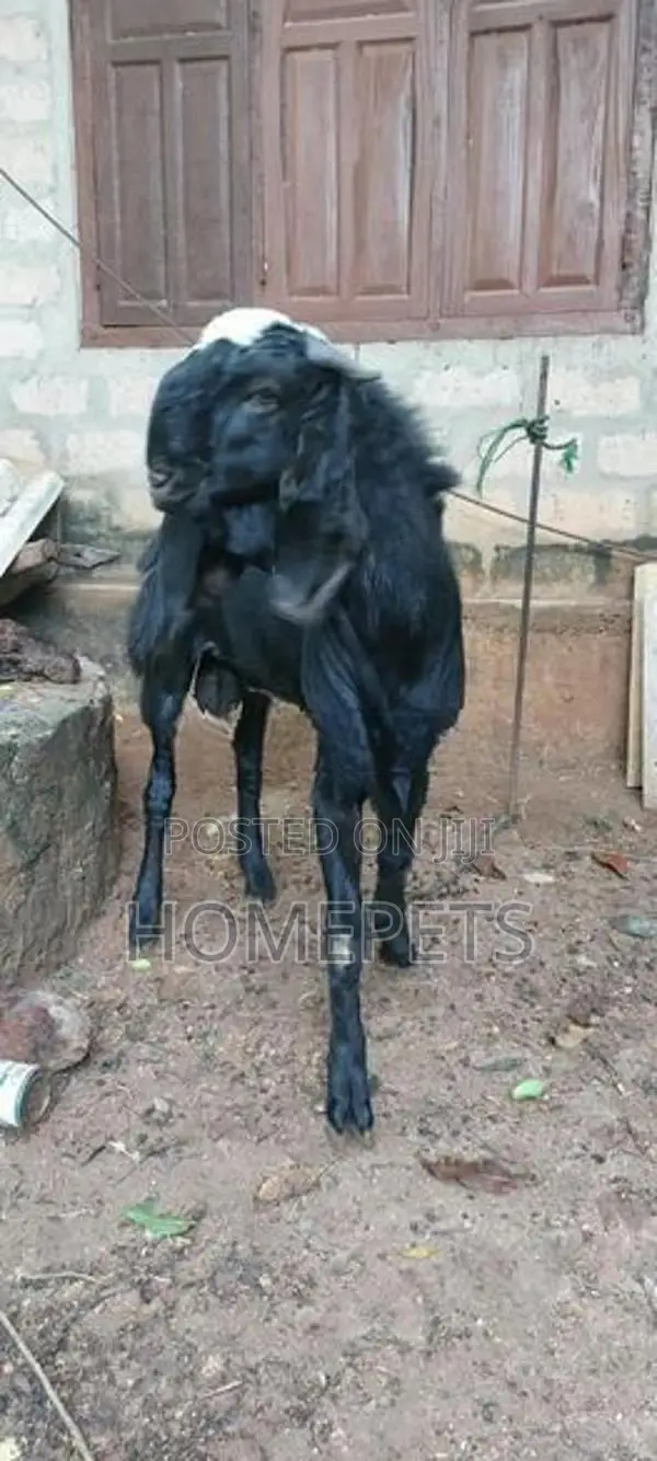 கிடாய் ஆடு