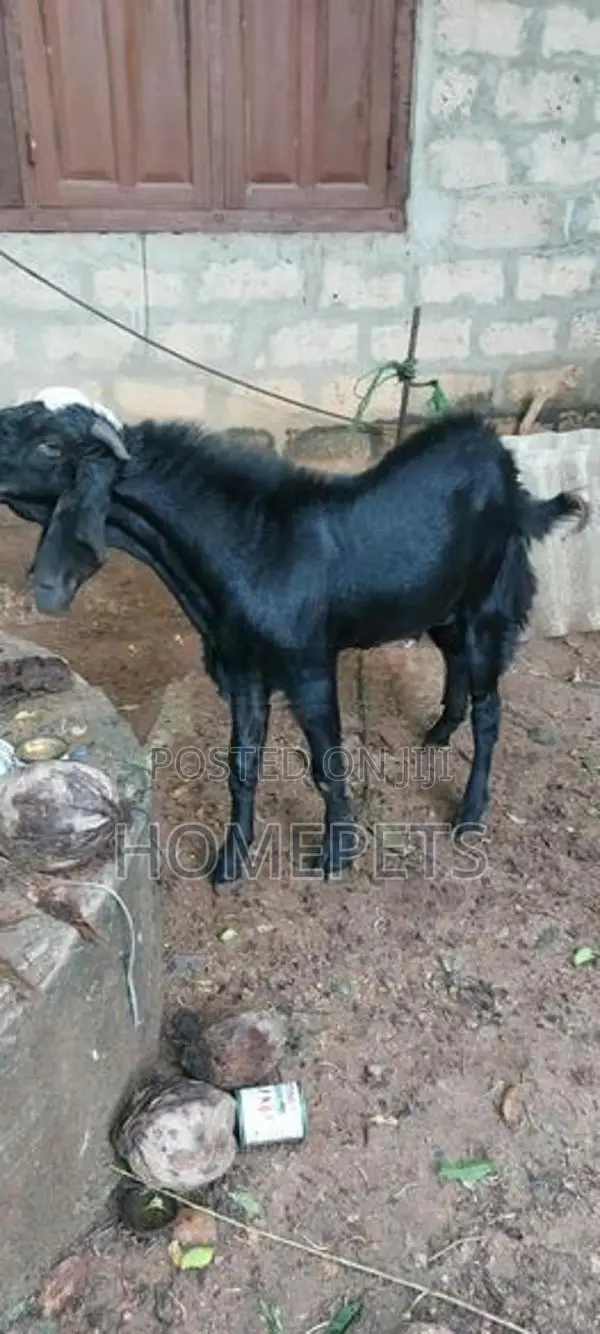கிடாய் ஆடு