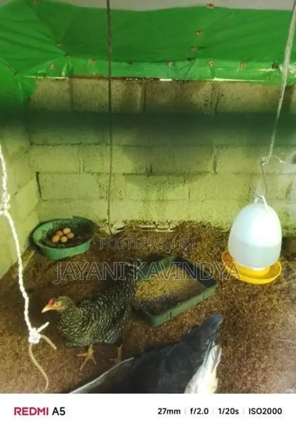 බිත්තර දමන කිකිළියන්