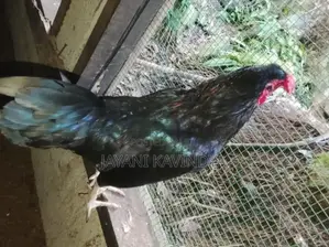 බිත්තර දමන කිකිළියන්