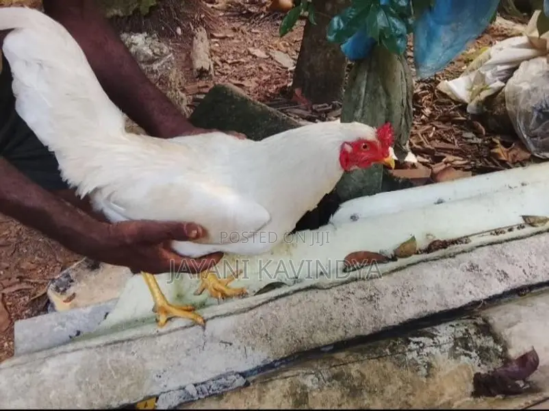 බිත්තර දමන කිකිළියන්