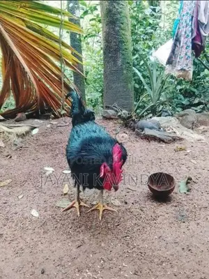 බිත්තර දමන කිකිළියන්