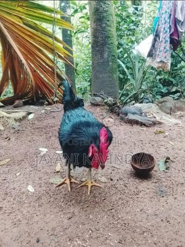 බිත්තර දමන කිකිළියන්