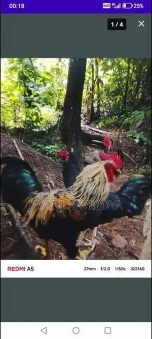 බිත්තර දමන කිකිළියන්