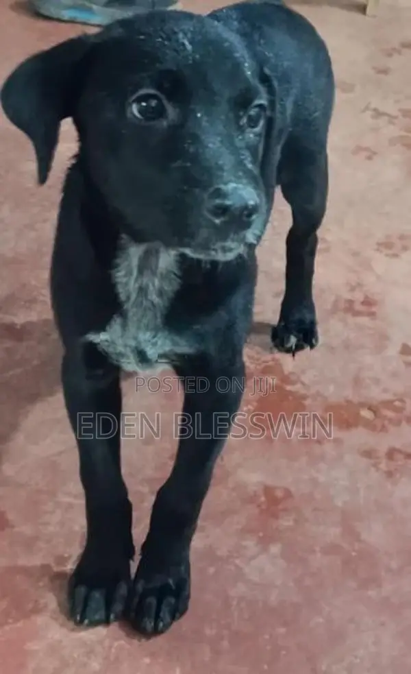 American Bully