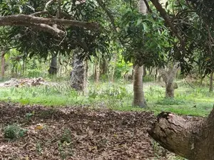 Land For Sale In Chavakachcheri