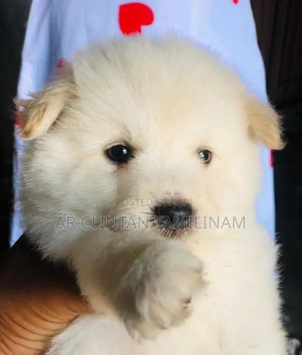 Lion Pomeranian