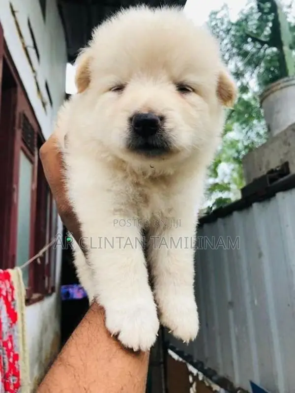Lion Pomeranian