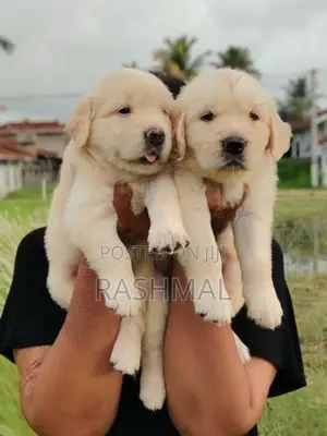 Golden Retriever Puppies