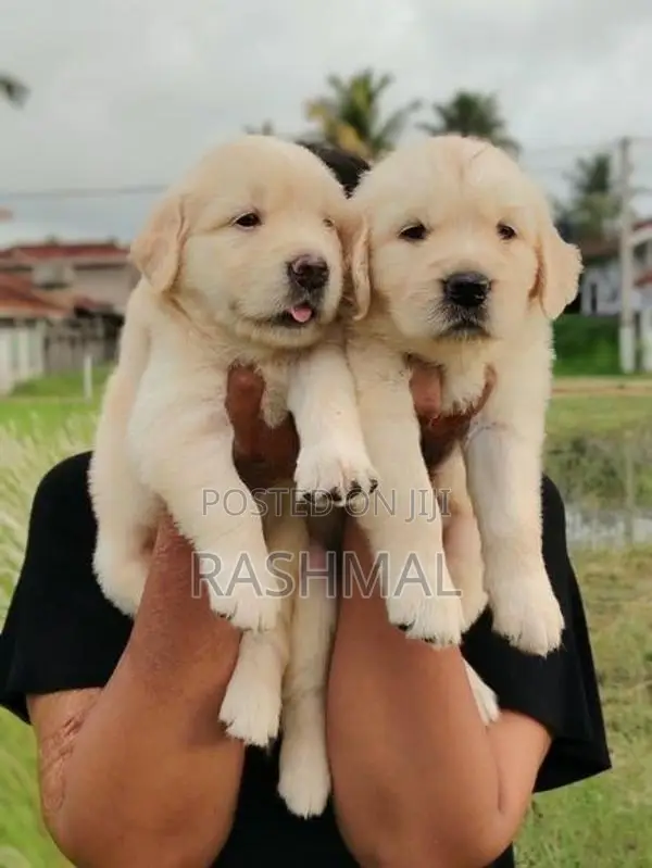 Golden Retriever Puppies
