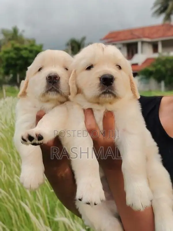 Golden Retriever Puppies