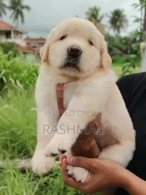Golden Retriever Puppies