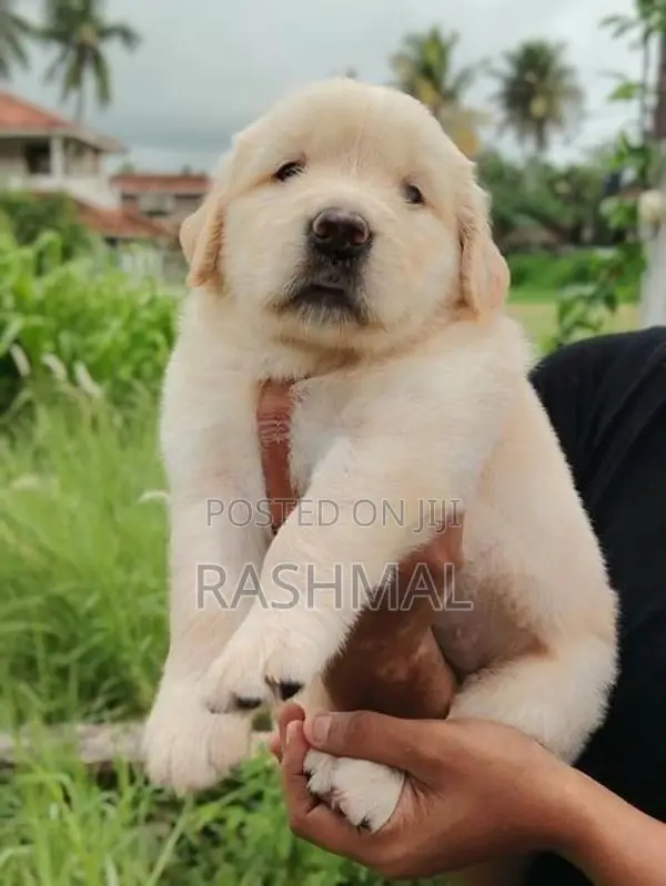 Golden Retriever Puppies