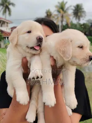 Golden Retriever Puppies