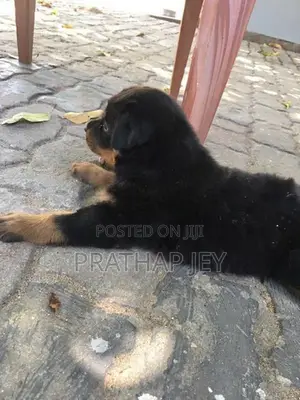 Rottweiler Puppy