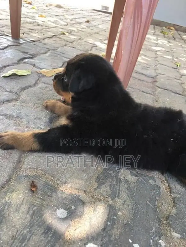 Rottweiler Puppy