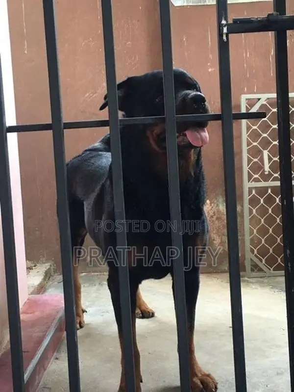 Rottweiler Puppy