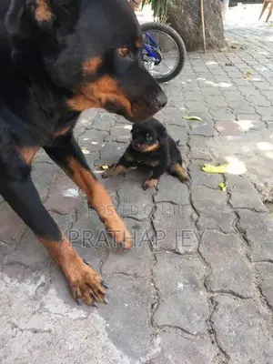 Rottweiler Puppy