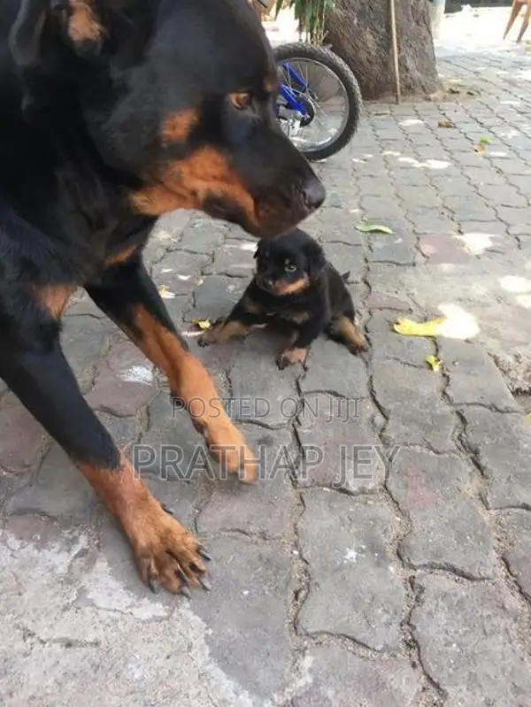 Rottweiler Puppy
