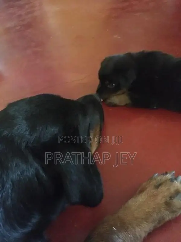 Rottweiler Puppy