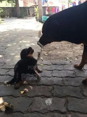 Rottweiler Puppy