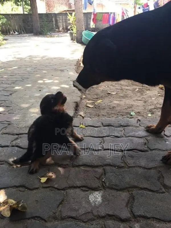 Rottweiler Puppy