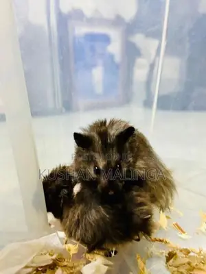 Syrian Hamster
