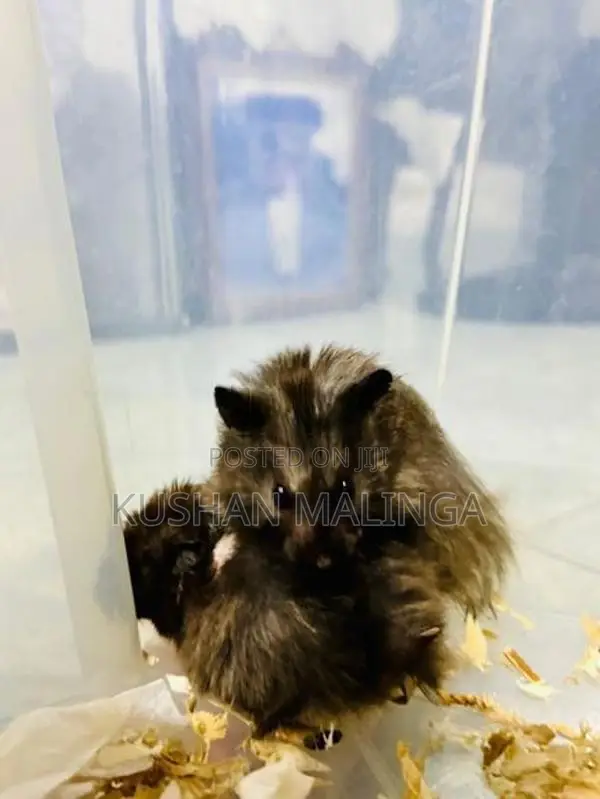 Syrian Hamster