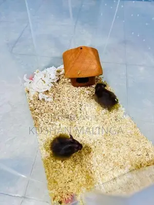 Syrian Hamster
